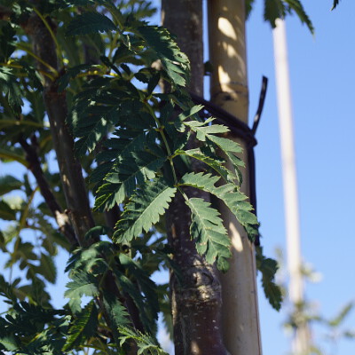 Sorbus aucuparia 'Aspleniifolia'